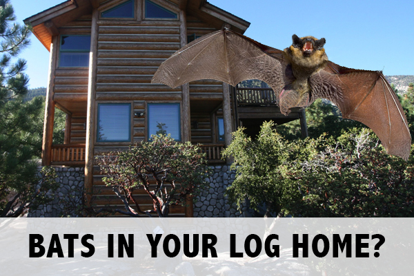 Got bats? What do I need to get rid of bats in my log home
