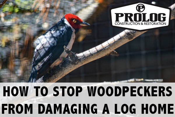 How to stop woodpeckers from damaging a log home